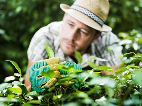 Professional using hedge trimmers on a garden hedge